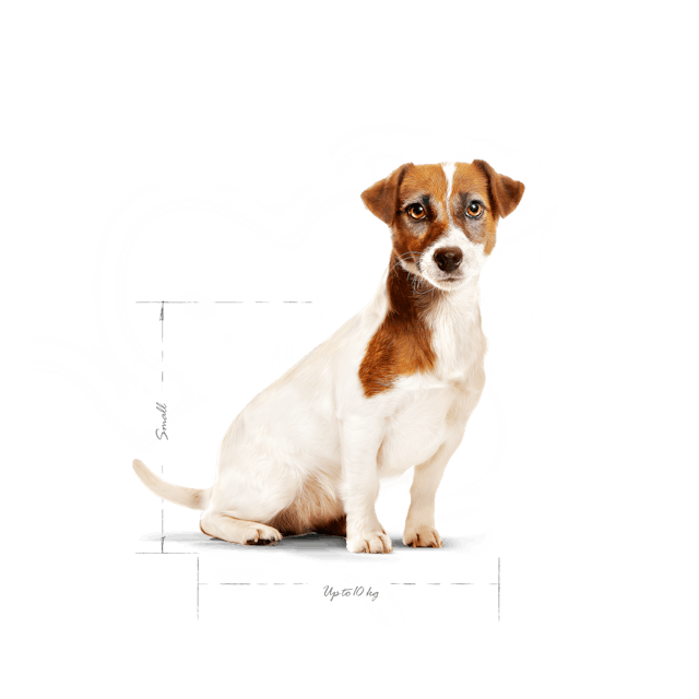 2x2kg Royal Canin Mini Adult 8+ - Crocchette per Cani 2x2kg Royal Canin Mini Adult 8+ - Crocchette per Cani